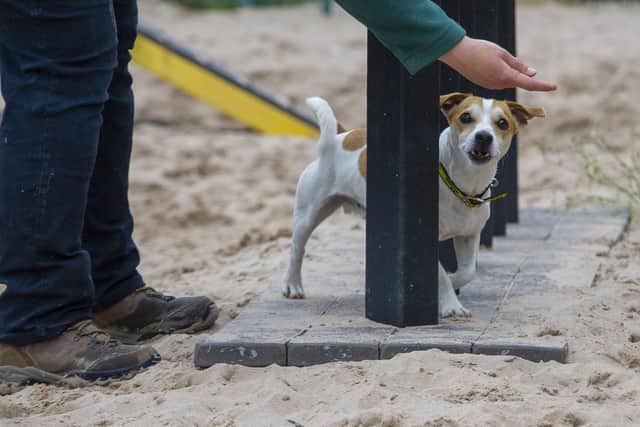 Rocky the Jack Russell with Zoey Price cc2 trainer at Dog Trust Leeds. Picture Tony Johnson.