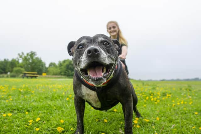Cav, a staffordshire bull terrier with handler Haley Towell at Dogs Trust Leeds. Picture Tony Johnson.
