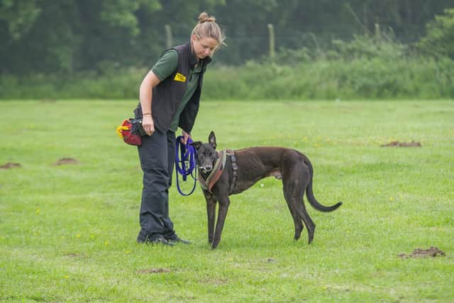 Surprise the former racing greyhound with canine carer Jasmine Granger at Dogs Trust Leeds. Picture Tony Johnson