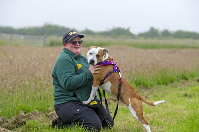 Bella the Staffordshire bull terrier with canine handler Judith Randall at Dogs Trust Leeds. Picture Tony Johnson