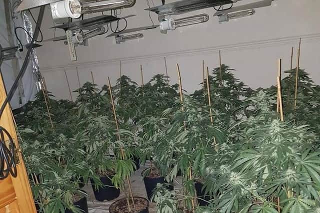 The cannabis farm was seized (Photo: WYP)
