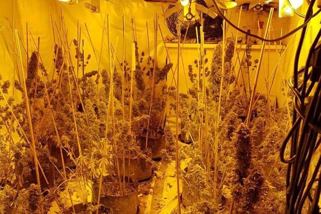 The cannabis farm in Beeston which police found. Photo: West Yorkshire Police