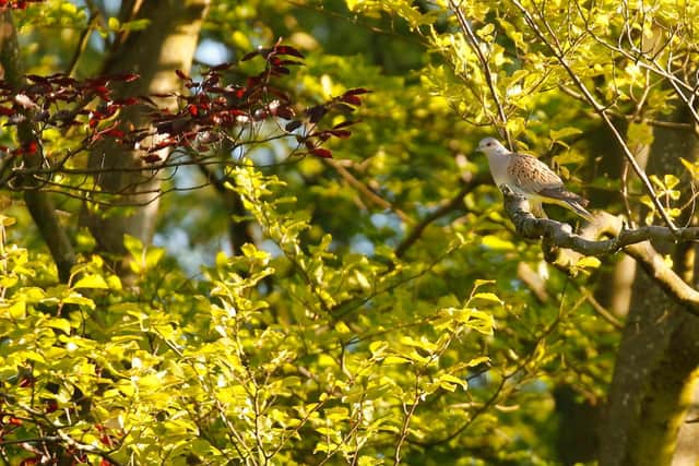 Turtle doves in North Yorks Moors National Park