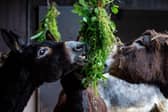 Take a look behind the scenes at the Donkey Sanctuary in Leeds during the coronavirus pandemic.