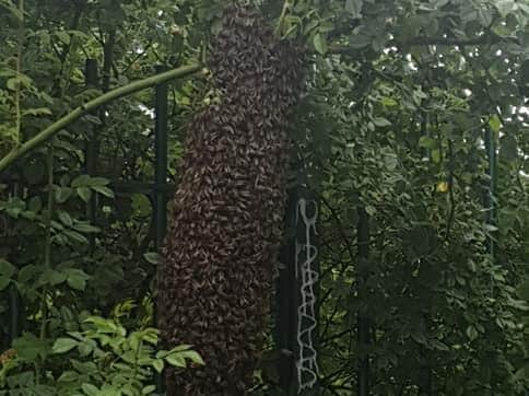The bees in Headingley.