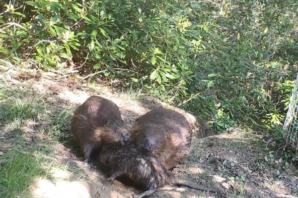 The beaver family at Cropton Forest