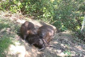 The beaver family at Cropton Forest