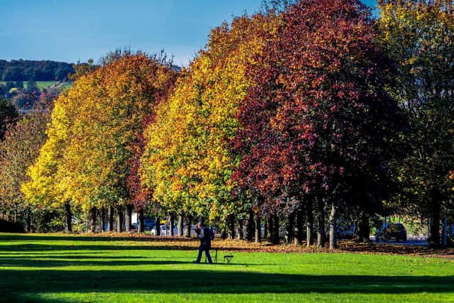 Almost six million trees will be planted in Leeds in the next 25 years as part of plans to make the city carbon neutral by 2030. Pictured autumn trees in Horsforth.