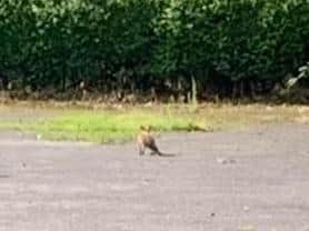 The 'Kangaroo' was spotted in Pudsey
