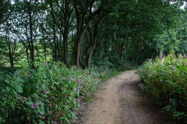 Black Carr Wood, which was mentioned in the council meeting. Picture: Bruce Rollinson.