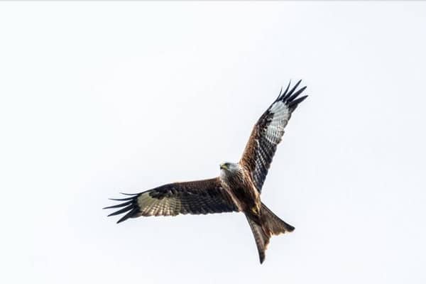 Red kite, a distinctive bird of prey that can be seen in Yorkshire. Picture: James Hardisty.