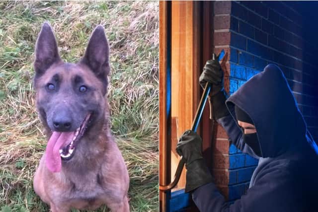 PD Resi (left, photo West Yorkshire Police/WYP Dogs Twitter) bit the burglar in a 'vital organ'. Right photo: Shutterstock