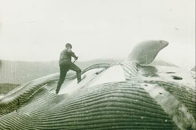 Random Allusions to Whales is on Tuesday July 28