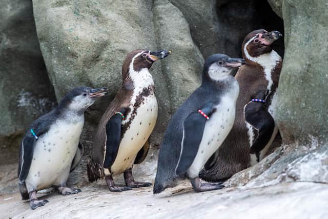 Lotherton Wildlife World near Leeds, has for the first time successfully bred Humboldt penguin chicks. The chicks are now around 13 weeks old still dependant on their parents and now mixing with others in the colony.