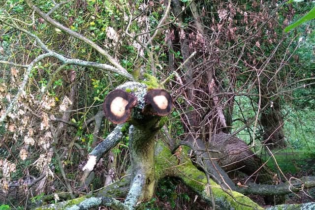 E-tree, come home! PIC: SWNS