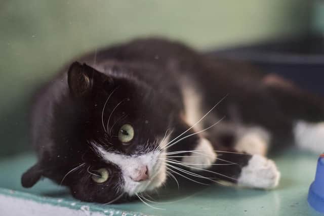 A cat has been diagnosed with coronavirus