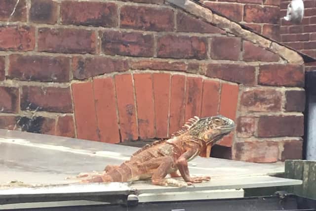 A shocked neighbour spotted the iguana soaking up the sun on a roof in Beeston. Photo: RSPCA.