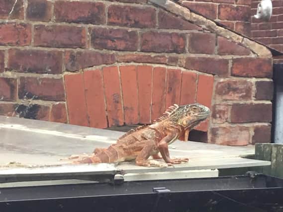 A shocked neighbour spotted the iguana soaking up the sun on a roof in Beeston. Photo: RSPCA.