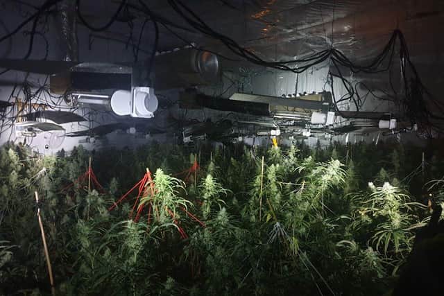 More than 1,200 plants were seized in the raid (Photo: WYP)
