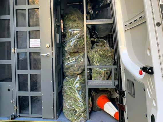 Cannabis worth more than 100,000 was seized from the factory in Dewsbury (Photo: WYP)