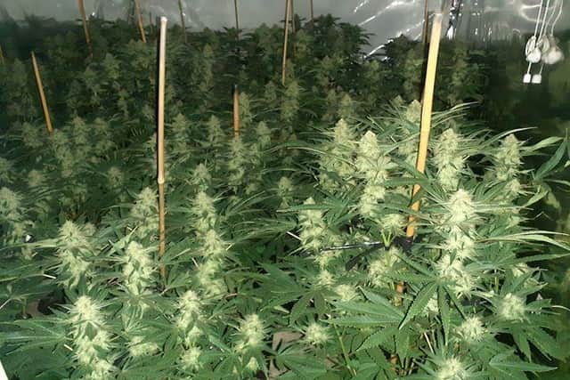 Cannabis plants in Armley, Leeds, were seized by police. Photo: West Yorkshire Police
