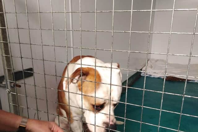 Hector was found tied up with a short, heavy chain outside the RSPCA Leeds, Wakefield & District Branch Animal Centre gates.