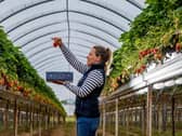 Annabel Makin-Jones picks out a strawberry at the farm in Leeds.