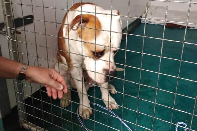 He was left tied up with a heavy chain outside the centre and staff later found burns on his body. Photo: RSPCA