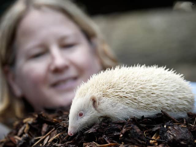 Diane Cook, who runs Prickly Pigs Hedgehog Rescue, with Jack Frost