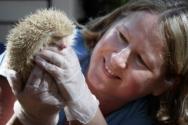 Diane Cook, who runs Prickly Pigs Hedgehog Rescue, with Jack Frost