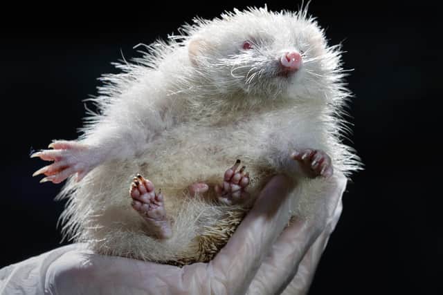 Jack Frost, an ultra rare albino Hedgehog, that has been rescued by Prickly Pigs Hedgehog Rescue in Otley