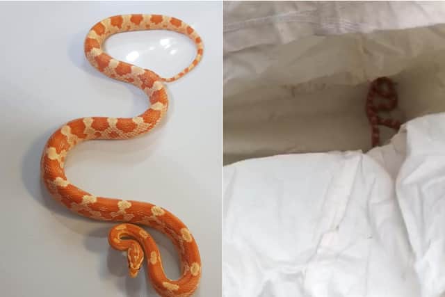 The Amel corn snake, which has been named Tango, is now in the care of a reptile specialist (Photo: RSPCA)