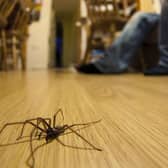 Giant spiders are heading into Leeds homes again