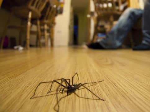 Giant spiders are heading into Leeds homes again