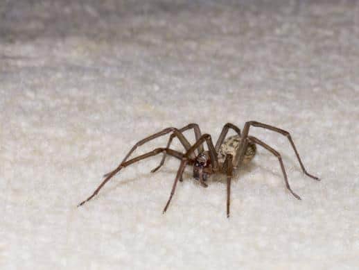 Big spiders are coming into Leeds homes - but should you let them live?