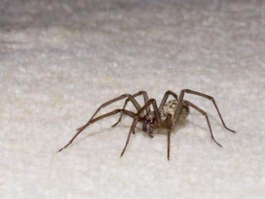 Big spiders are coming into Leeds homes - but should you let them live?
