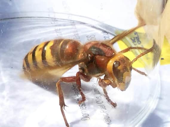 Asian hornets are going to invade in September