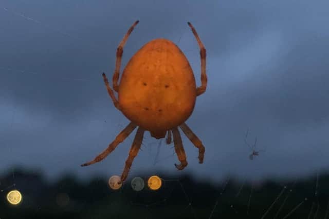 Florrie said she was shocked after spotting the huge orange spider