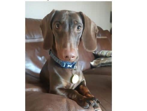 Stanley was stolen by thieves who broke into his owner's van in the Wickes car park in Pudsey. Photo provided by Jackie Kendall.