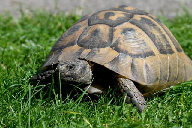 Freda, the 120 year-old tortoise.