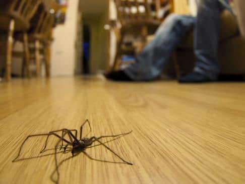 These are nine cheap and easy ways to help keep spiders at bay