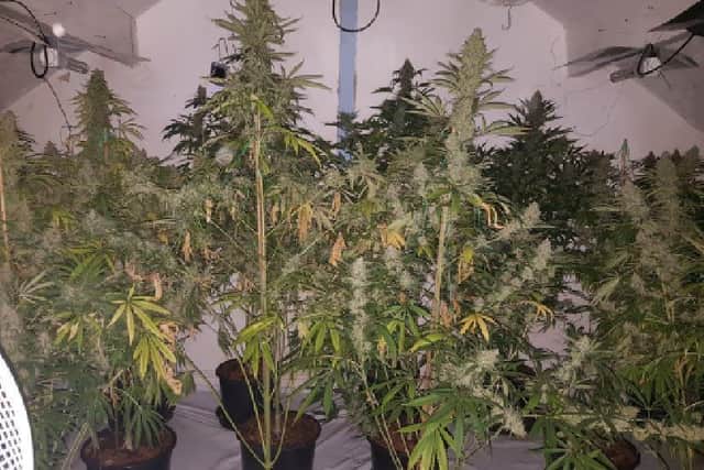250 cannabis plants were seized (Photo: WYP)