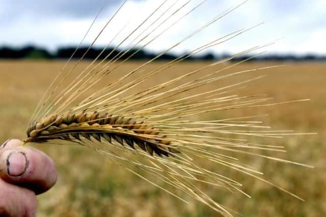 A wheat field in a farm in Scholes, Leeds.