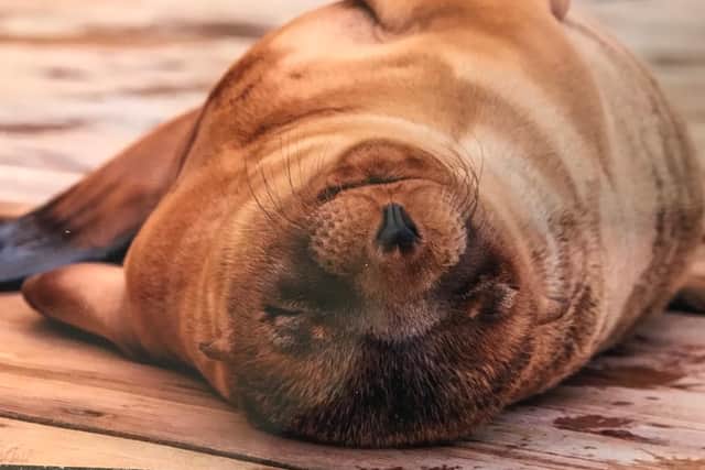 Maui the seal. Picture: Alex Pinnell.