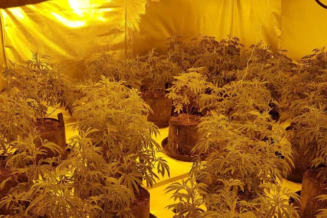 Cannabis plants found in the property (photo: West Yorkshire Police).