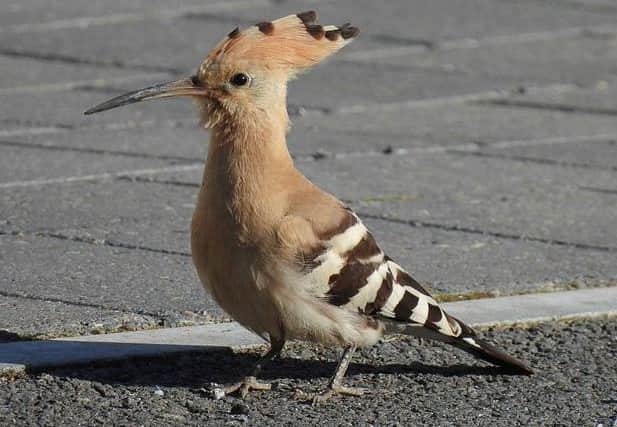 The rare Hoopoe spotted in Collingham, picture by Dave Ward @DWardPhotos