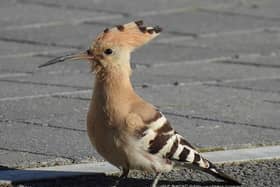 The rare Hoopoe spotted in Collingham, picture by Dave Ward @DWardPhotos