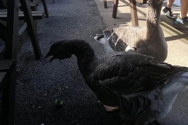 Meet the Armley man who has spent lockdown with two giant geese and even takes them to the pub
