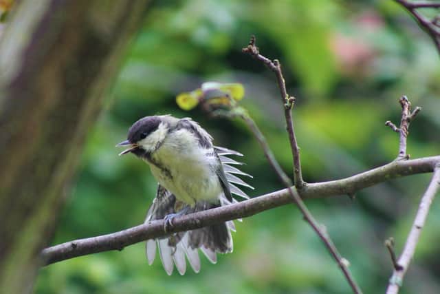 The group is being encouraged to spot and identify the birds they can see safely from their windows at home.