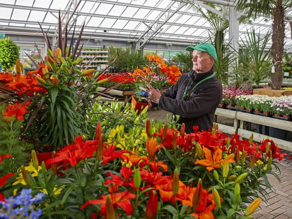 The owners of Tong Garden Centre have applied for planning permission to open a Leeds site. Pictured Joe Appleyard, plant supervisor, checks the lilies. Picture Tony Johnson.